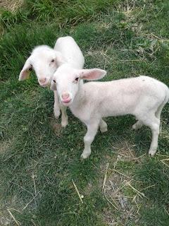 Chasser la dinde en meute