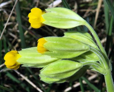 Primevère officinale (Primula veris subsp. veris)