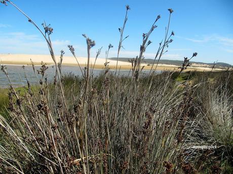 Pays Etranger - le Portugal- bord de mer 1