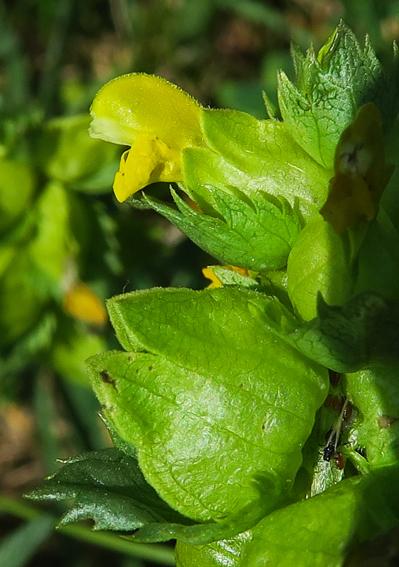 Rhinanthe à petites fleurs (Rhinanthus minor)