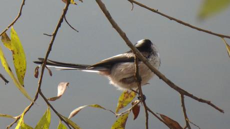 Des oiseaux dans la ville (décembre 2017) Des oiseaux dans la ville (décembre 2017)