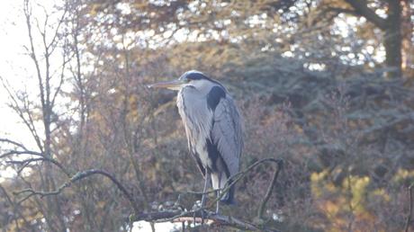 Des oiseaux dans la ville (décembre 2017) Des oiseaux dans la ville (décembre 2017)