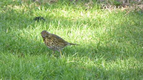 Des oiseaux dans la ville (décembre 2017) Des oiseaux dans la ville (décembre 2017)