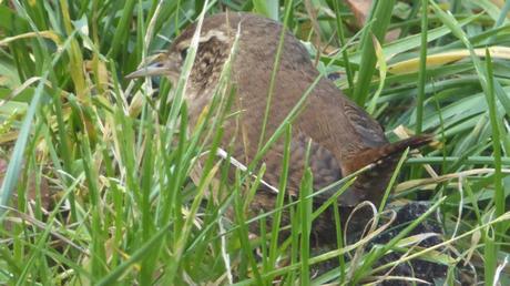 Des oiseaux dans la ville (décembre 2017) Des oiseaux dans la ville (décembre 2017)