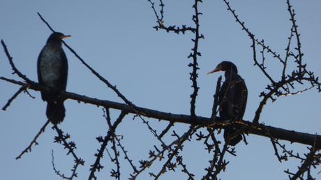 Des oiseaux dans la ville (décembre 2017) Des oiseaux dans la ville (décembre 2017)