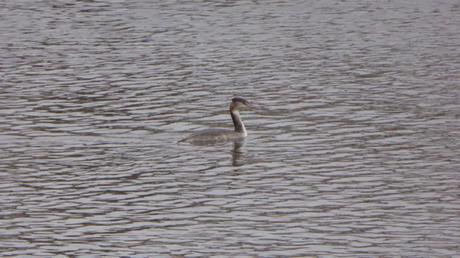 Des oiseaux dans la ville (décembre 2017) Des oiseaux dans la ville (décembre 2017)