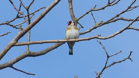 Des oiseaux dans la ville (décembre 2017) Des oiseaux dans la ville (décembre 2017)