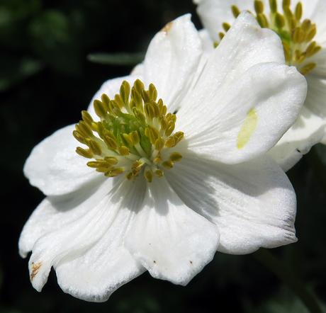 Anémone à fleurs de narcisse (Anemone narcissiflora)