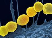 ANTIBIORÉSISTANCE Réduire virulence bactérienne, alternative prometteuse antibiotiques