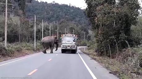 Thaïlande, patrouilles routières d'éléphants a l'étude (vidéo)