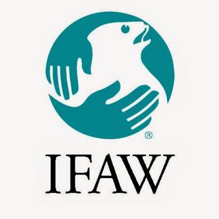 Joyeux Noël : association IFAW