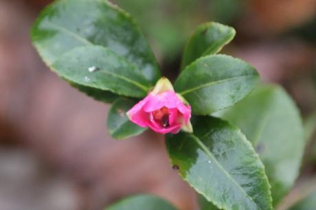 15 camellia sasanqua nord veneux 31 dec 2017 009.jpg