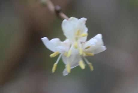 3 lonicera fragrantissima veneux 1 janv 2018 009.jpg