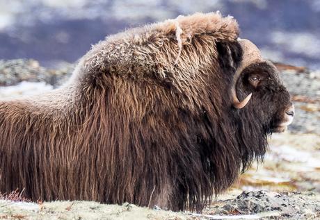BOEUFS MUSQUES, LES COLOSSES DANS LA TAÏGA DU DOVREFJELL BOEUFS MUSQUES, LES COLOSSES DANS LA TAÏGA DU DOVREFJELL