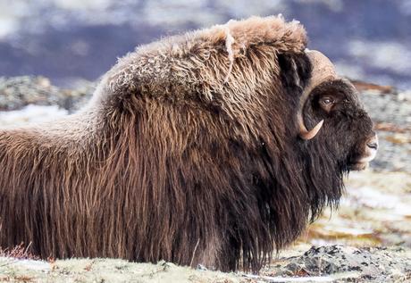 BOEUFS MUSQUES, LES COLOSSES DANS LA TAÏGA DU DOVREFJELL