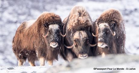 BOEUFS MUSQUES, LES COLOSSES DANS LA TAÏGA DU DOVREFJELL