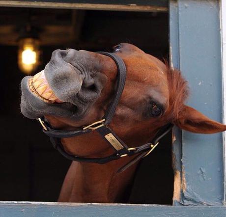 New year horse race