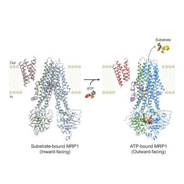#Cell #médicament #ATP #substrat #MRP1 La liaison de l’ATP permet l’expulsion de substrat par la protéine de multirésistance aux médicaments