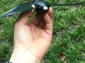 Bionic Bird, l’oiseau biomimétique pour voler avec oiseaux