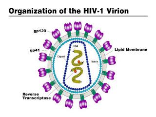 #thelancet #VIH1 #dolutegravir #rilpivirine Efficacité, innocuité et tolérance du dolutegravir-rilpivirine pour le maintien d’une suppression virologique chez des adultes atteints par le VIH-1 : études de non-infériorité randomisée de phase 3 SWORD-1 e...