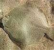 Sole La sole commune (Solea solea) se trouve dans les eaux côtières de toute l'Europe