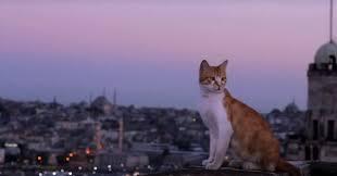 Comment ça va ? 4 saisons après des suites d'un cancer/ Cinéma : Films qui font du bien, Coco Kedi et la Villa/ Hommage : France Gall/Photos et bonne année