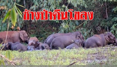 Thaïlande 2017, éléphants et touristes, des chiffres au beau fixe (vidéo)