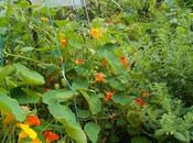 raisons diversifier plantations