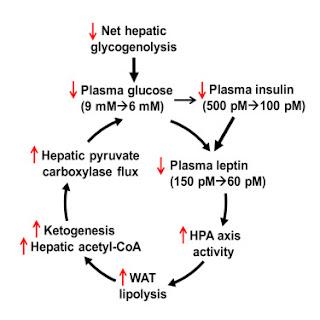 #Cell #cycleglucoseacidegras #leptine #glucose #homéostasie La leptine soumet le cycle du glucose-acide gras à régulation pour maintenir l’homéostasie du glucose pendant le jeune