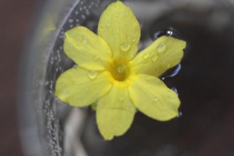 4 jasminum nudiflorum 11 janv 2014 027.jpg