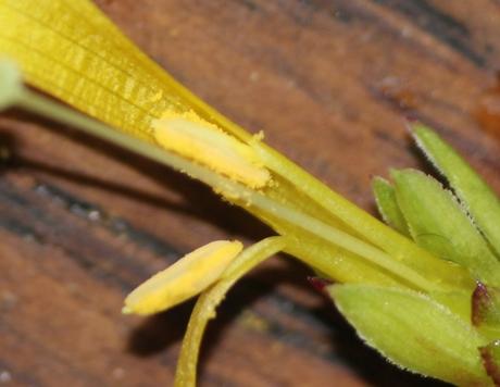 5 jasminum nudiflorum 11 janv 2014 043.jpg