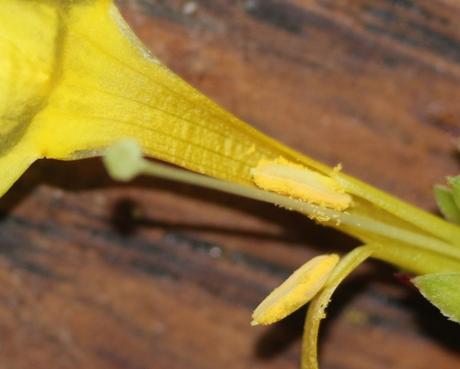 6 jasminum nudiflorum 11 janv 2014 038.jpg