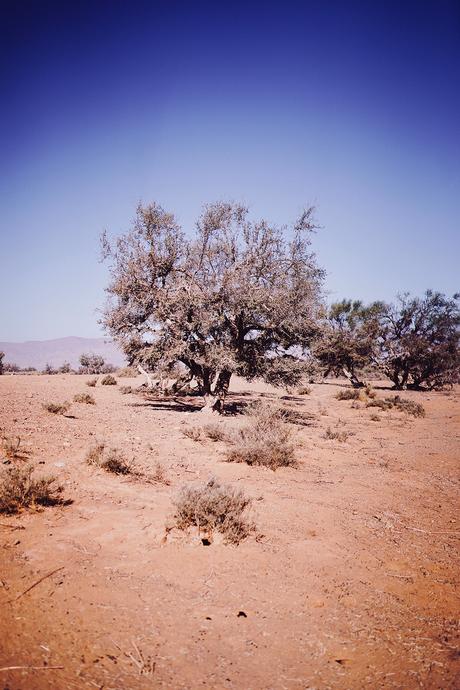 L’or du Maroc : l’Argan et Melvita L’or du Maroc : l’Argan et Melvita