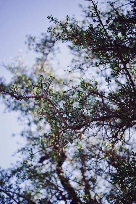 L’or du Maroc : l’Argan et Melvita L’or du Maroc : l’Argan et Melvita