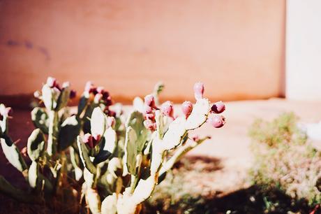 L’or du Maroc : l’Argan et Melvita