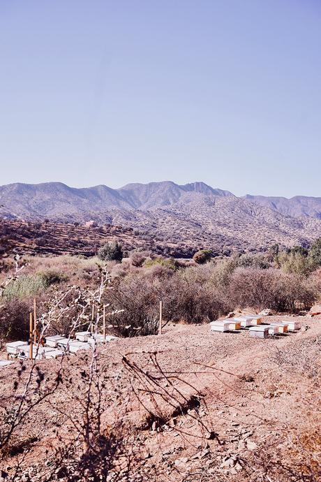 L’or du Maroc : l’Argan et Melvita L’or du Maroc : l’Argan et Melvita