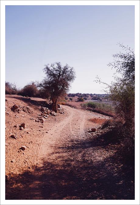 L’or du Maroc : l’Argan et Melvita L’or du Maroc : l’Argan et Melvita