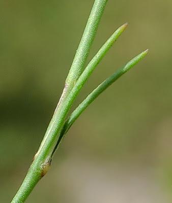 Œillet saxifrage (Petrorhagia saxifraga)