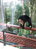 Journal du Costa Rica