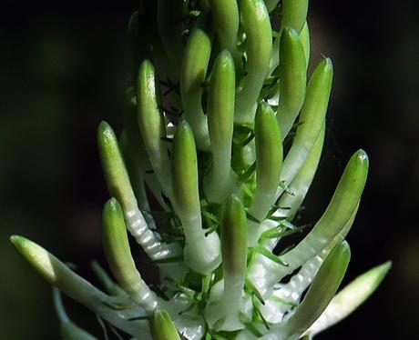 Raiponce en épi (Phyteuma spicatum)