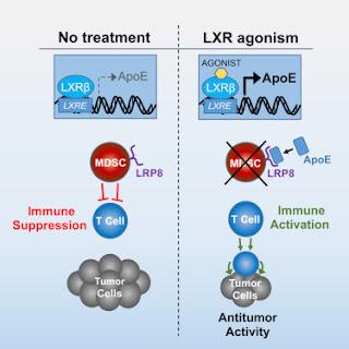 #Cell #cancer #immunitéinnée #LXRApoE L’activation de LXR/ApoE restreint la suppression de l’immunité innée dans le cancer
