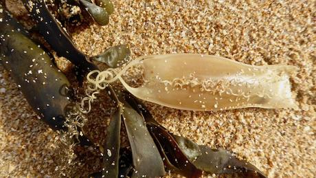 Un futur requin Un futur requin