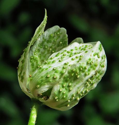 Anémone des bois (Anemone nemorosa)