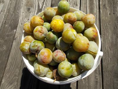 Pourquoi produire sa nourriture : 15 avantages