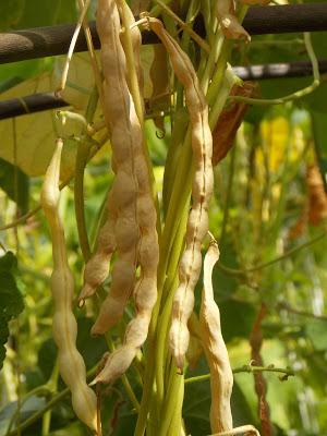 Pourquoi produire sa nourriture : 15 avantages