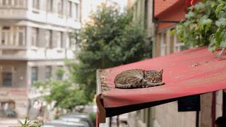 Kedi, des chats et des hommes de Ceyda Torun