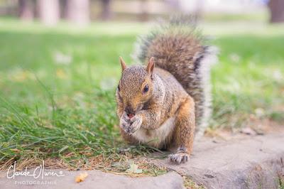 Voyage au Canada: Dernière partie: Montréal et environs