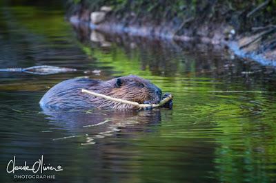 Voyage au Canada: Dernière partie: Montréal et environs