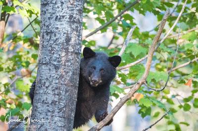 Voyage au Canada: Dernière partie: Montréal et environs
