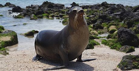 Voyage en Équateur : mon itinéraire de 5 semaines Voyage aux Galápagos lion de mer entete